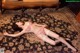 A woman laying on the floor in a pink lingerie.